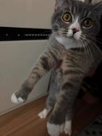 Kitten, Dieren en Toebehoren, Kater, Ingeënt, 0 tot 2 jaar