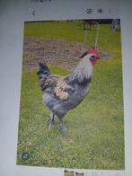 T.K. Broedeieren van Bleu de landes x New Hemshire., Dieren en Toebehoren, Pluimvee, Geslacht onbekend, Kip