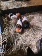 Ruime keuze cavia's, Augustus, Meerdere dieren, Cavia