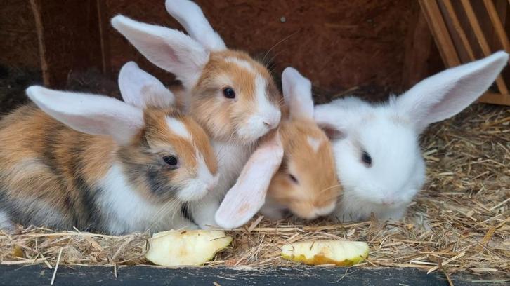 Lieve hangoor konijntjes – 7 weken jong, Dieren en Toebehoren, Konijnen, Dwerg, Meerdere dieren, Hangoor