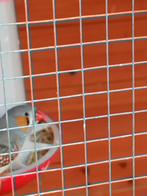Mannelijke zebravinken wildkleur, Dieren en Toebehoren, Mannelijk, Tropenvogel