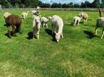 Meerdere alpaca's te koop - merries en hengsten, Dieren en Toebehoren, Overige Dieren, Juni, Meerdere dieren