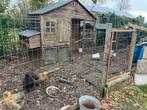 Kippenhok met 3 kippen, Dieren en Toebehoren, Pluimvee | Toebehoren, Ophalen, Gebruikt, Kippenhok of Kippenren