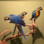Super tamme blauw gele Ara's, Dieren en Toebehoren, Vogels | Parkieten en Papegaaien, Meerdere dieren, Papegaai