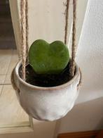 Kerrii Hoya incl. hangpot, Huis en Inrichting, Kamerplanten, Ophalen, Overige soorten, Minder dan 100 cm