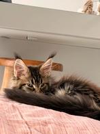 Simba zoekt een vriendin (met serieuze bedoelingen), Poes, Ingeënt