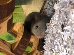 Tamme ratjes | Husky ratjes | Benodigdheden ratjes, Dieren en Toebehoren, Meerdere dieren, Rat, Tam
