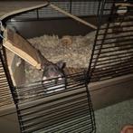 Syrische hamster inclusief kooi en toebehoren, Dieren en Toebehoren, Knaagdieren, Hamster, Augustus, Mannelijk, Tam