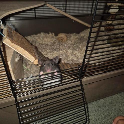 Syrische hamster inclusief kooi en toebehoren, Dieren en Toebehoren, Knaagdieren, Mannelijk, Hamster, Augustus, Tam