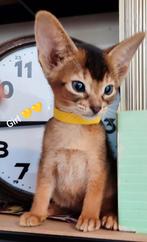 Charmante Abessijnse kittens, Dieren en Toebehoren, Meerdere dieren, Kortharig, 0 tot 2 jaar
