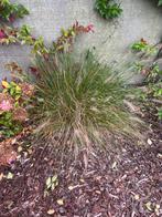 Siergras Lampepoetsersgras (Pennisetum alopecuroides), Ophalen, Siergrassen, Volle zon