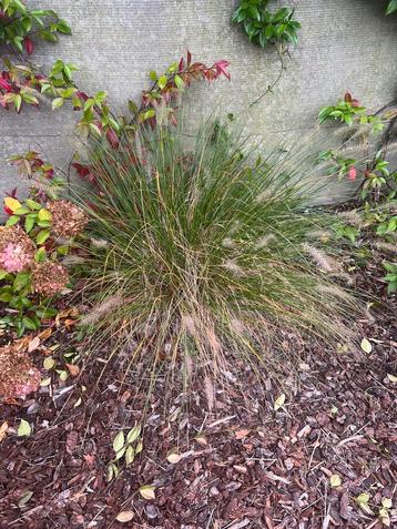 Siergras Lampepoetsersgras (Pennisetum alopecuroides) beschikbaar voor biedingen