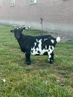 Mooi 3 bonte geiten, Dieren en Toebehoren, Vrouwelijk, Geit