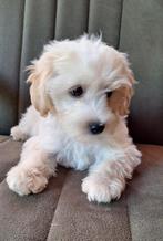 Superlief Maltipoo Pupje (Reutje), Dieren en Toebehoren, Honden | Chihuahua's en Gezelschapshonden, Nederland, CDV (hondenziekte)