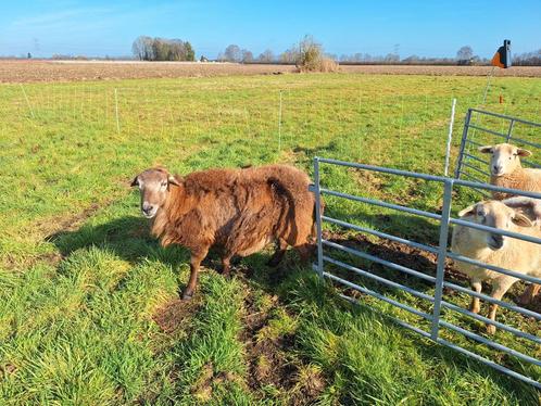 Nolana stamboek dekram, Dieren en Toebehoren, Schapen, Geiten en Varkens, Schaap, Mannelijk, 3 tot 5 jaar