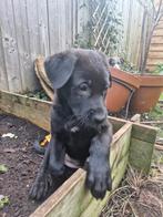 Laatste teefje uit een mooi nest - sociaal en lief, Rabiës (hondsdolheid), 8 tot 15 weken, Teef, Meerdere