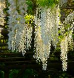 Witte Regen klimplant, Volle zon, Vaste plant, Ophalen of Verzenden, Klimplanten