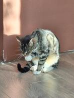 Poezen | Moos en Noey, Meerdere dieren, Gechipt, 0 tot 2 jaar