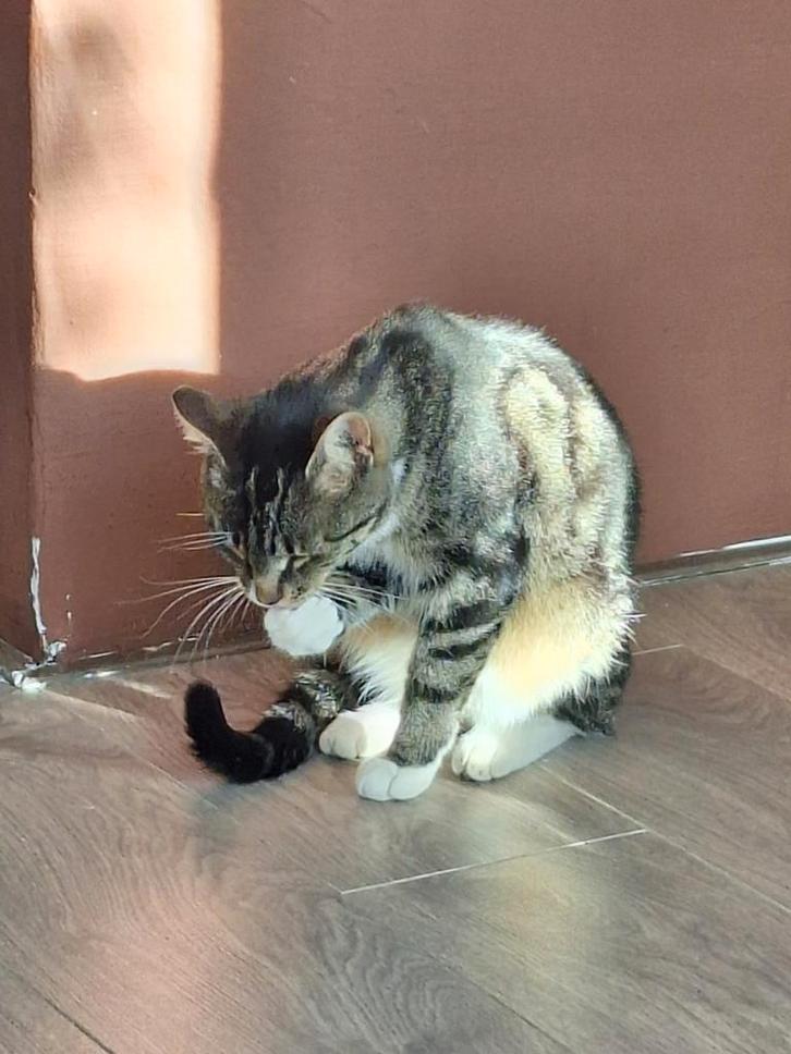 Poezen | Moos en Noey, Dieren en Toebehoren, Katten en Kittens | Raskatten | Korthaar, Meerdere dieren, 0 tot 2 jaar, Gechipt