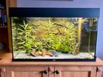 Juwel Rio 125 LED Aquarium, Gebruikt, Ophalen, Gevuld zoetwateraquarium