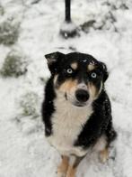 Pomsy zoekt goude mandje, Ophalen, Zo goed als nieuw