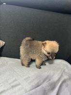 Pomeranian, November, Mannelijk