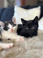 Noorse boskat kittens kruising, Dieren en Toebehoren, Meerdere dieren, Gechipt, 0 tot 2 jaar