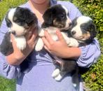 Welsh Corgi cardigan puppy’s, CDV (hondenziekte), 8 tot 15 weken, Meerdere, Nederland