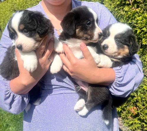 Welsh Corgi cardigan puppy’s, Dieren en Toebehoren, Honden | Herdershonden en Veedrijvers, Particulier, Meerdere, Nederland, 8 tot 15 weken