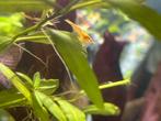 Gele neocaridina garnalen, Dieren en Toebehoren, Vissen | Aquariumvissen, Kreeft, Krab of Garnaal
