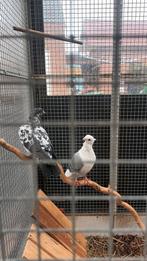 2 jonge sierduiven, Meerdere dieren