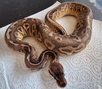 Black pewter asphalt or yellowbelly  beschikbaar voor biedingen