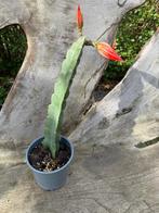 Epiphyllum Ackermannii, Huis en Inrichting, Kamerplanten, Cactus, Minder dan 100 cm, Ophalen of Verzenden, Bloeiende kamerplant