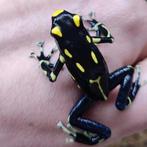 Dendrobates tinctorius 'Alanis' en vele anderen, Dieren en Toebehoren, Amfibie, 0 tot 2 jaar