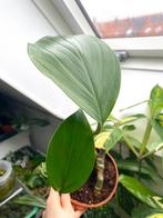 Philodendron dragon tail, Huis en Inrichting, Kamerplanten, Overige soorten, Minder dan 100 cm, Ophalen of Verzenden, Halfschaduw