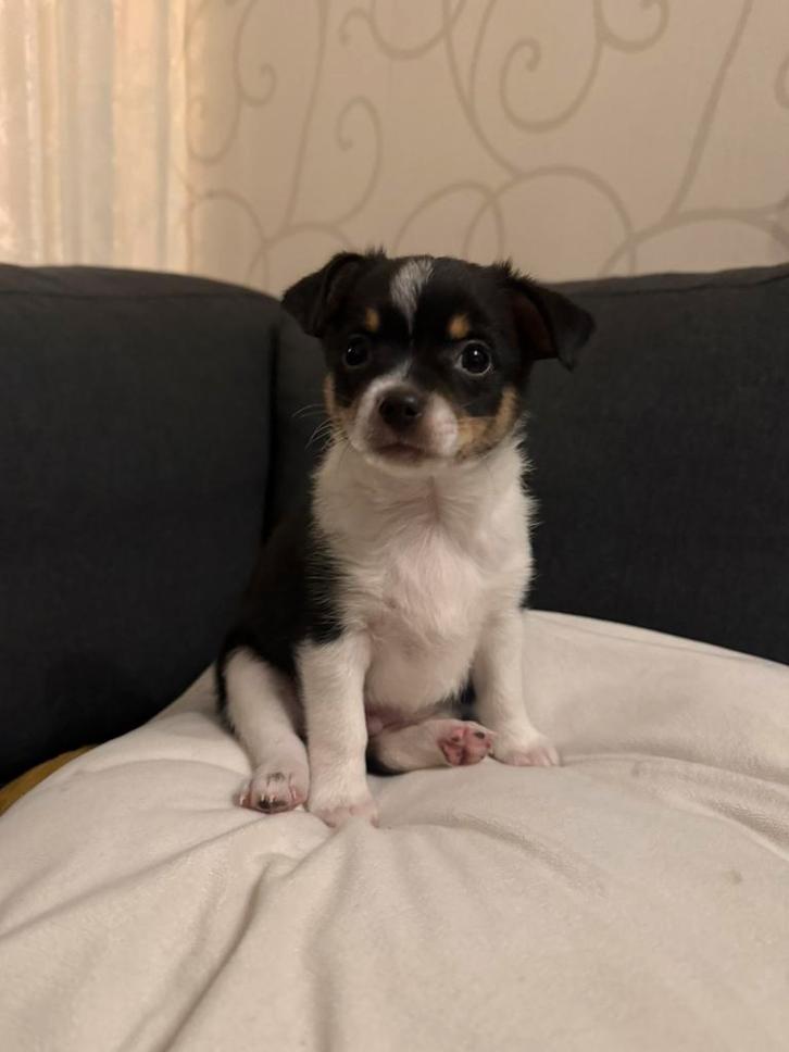 Deze pup (reu) zoekt een eigen huisje, Dieren en Toebehoren, Honden | Chihuahua's en Gezelschapshonden, Reu, Chihuahua, Particulier