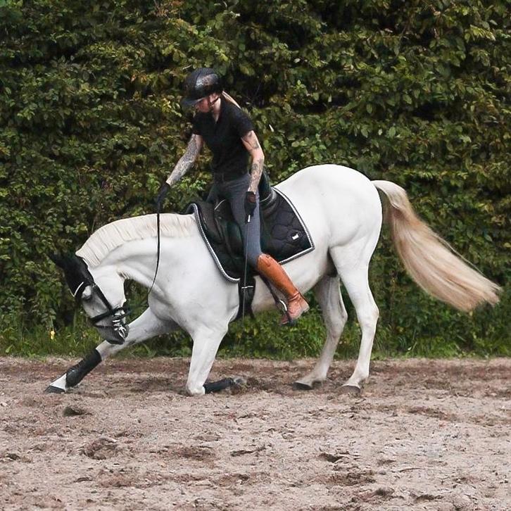 Instructie, shows en clinics, verkoopbemiddeling., Diensten en Vakmensen, Dieren | Paarden | Verzorging, Oppas en Les, Gedragstraining