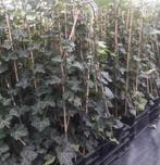 Te koop hedera Hibirnica gestokt 90cm/1m, Tuin en Terras, Ophalen, Bloeit niet, Klimplanten, Halfschaduw
