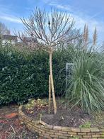 Trompetboom (Catalpa), Tuin en Terras, Planten | Bomen, 100 tot 250 cm, Zomer, Ophalen, Volle zon