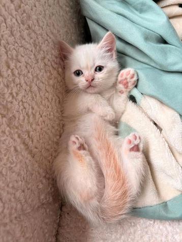 Katten beschikbaar voor biedingen