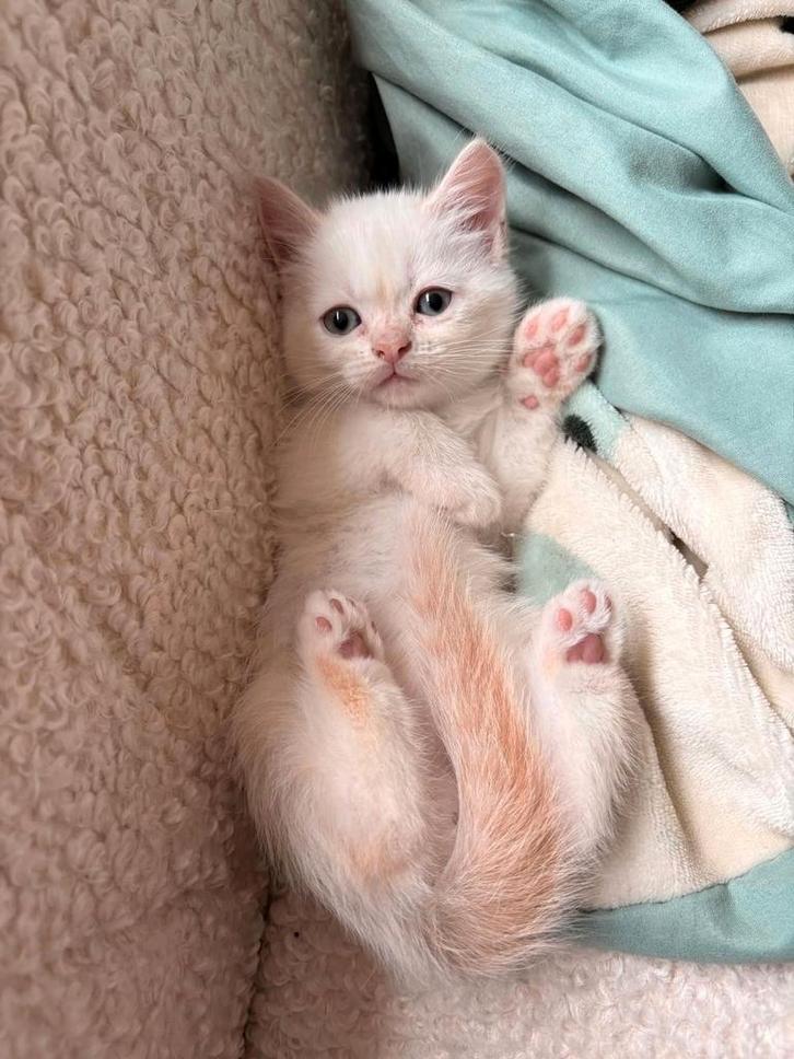 Katten, Dieren en Toebehoren, Katten en Kittens | Overige Katten, Poes