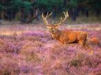 3 dagen Fletcher Veluwe incl. diner vanaf € 85, Twee personen, Overige soorten