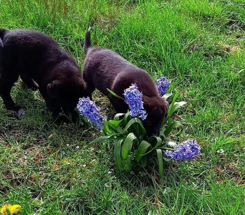 Gijs, Boulab, reu, pup,  kruising Labrador met Berner Sennen, Dieren en Toebehoren, Honden | Niet-rashonden, Groot, Meerdere dieren