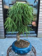 Pseudolarix Bonsai, Tuin en Terras, Planten | Bomen, Ophalen of Verzenden, Bloeit niet, Overige soorten, Minder dan 100 cm