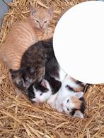 Boerderij kittens te koop., Meerdere dieren