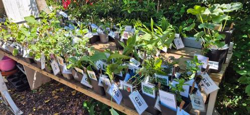biologische opgekweekte tuinplanten, Tuin en Terras, Planten | Tuinplanten, Overige soorten, Volle zon, Zomer, Ophalen