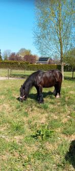 Mooie lieve Tinker, Dieren en Toebehoren, Merrie, Gechipt, C pony (1.27m tot 1.37m), 11 jaar of ouder