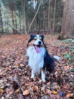 Bordercollie 7 jaar, Dieren en Toebehoren, Honden | Herdershonden en Veedrijvers, 6 jaar of ouder, Rabiës (hondsdolheid), Reu