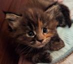 Maine coon kittens, stamboom, knetter mooi, Dieren en Toebehoren, Katten en Kittens | Raskatten | Langhaar, Meerdere dieren, Gechipt