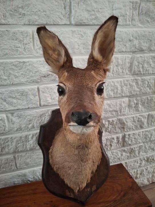 Mooi opgezette ree -hert- uit Frankrijk., Verzamelen, Dierenverzamelingen, Zo goed als nieuw, Opgezet dier, Hert, Ophalen of Verzenden